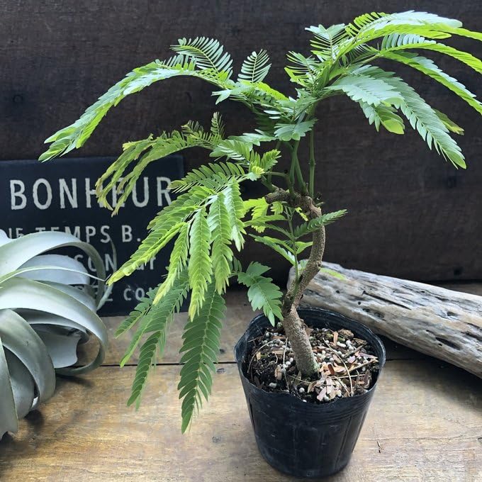 エバーフレッシュ 観葉植物 曲げ木 インテリア エバーフレッシュ】#1 エバーフレッシュを曲げ木します！ - YouTube